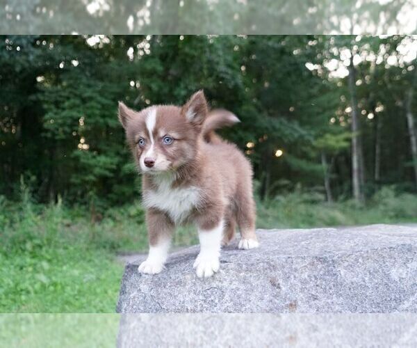 Medium Photo #4 Pomsky Puppy For Sale in DRACUT, MA, USA