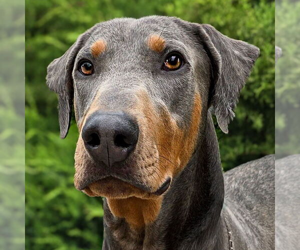 Medium Photo #3 Doberman Pinscher Puppy For Sale in Albuquerque, NM, USA