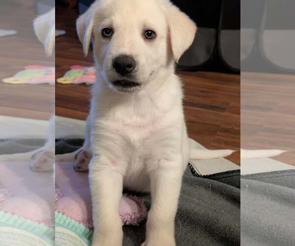 Medium Photo #3 Siberian Husky-Unknown Mix Puppy For Sale in Plainfield, IL, USA