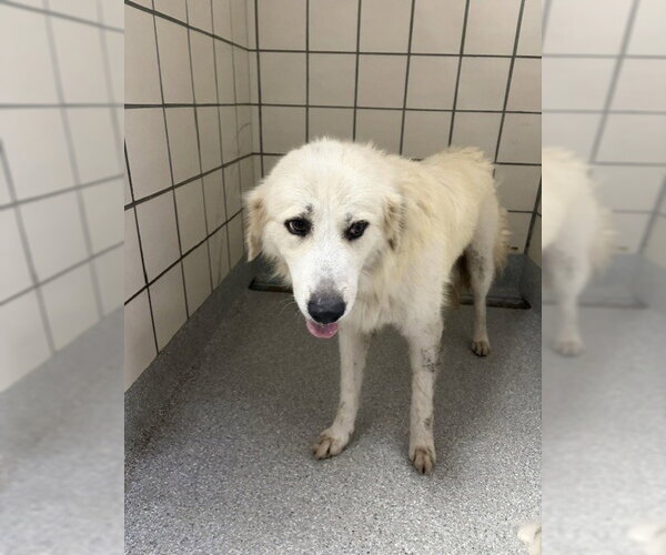 Medium Photo #1 Great Pyrenees-Unknown Mix Puppy For Sale in Pasadena, TX, USA