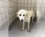 Small Great Pyrenees Mix