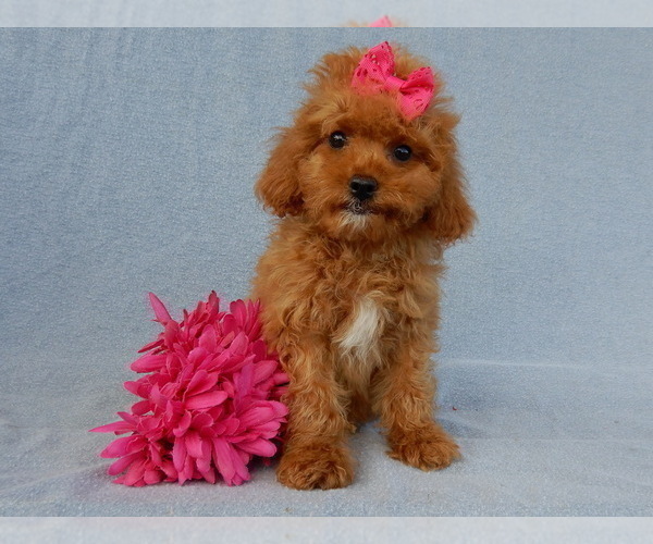 Medium Photo #2 Cavapoo Puppy For Sale in MILLERSBURG, OH, USA