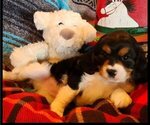 Puppy Handsome Cavachon-Cavapoo Mix