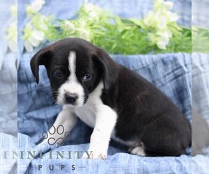 Boston Terrier-Cock-A-Poo Mix Puppy for sale in PORT ROYAL, PA, USA
