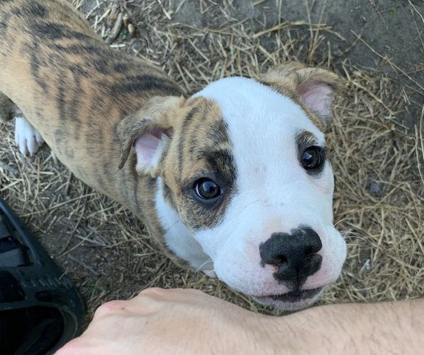 Medium Photo #1 American Bully-Boxer Mix Puppy For Sale in PORTSMOUTH, VA, USA