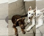 Small #10 Australian Shepherd Mix