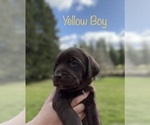 Small Photo #3 Labradoodle Puppy For Sale in GRAND RONDE, OR, USA