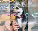 Small #1 Chihuahua Mix
