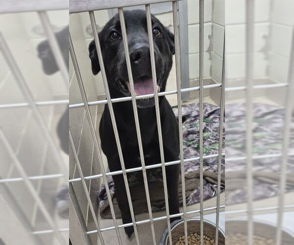 Medium Photo #1 Labrador Retriever Puppy For Sale in Decatur, IL, USA