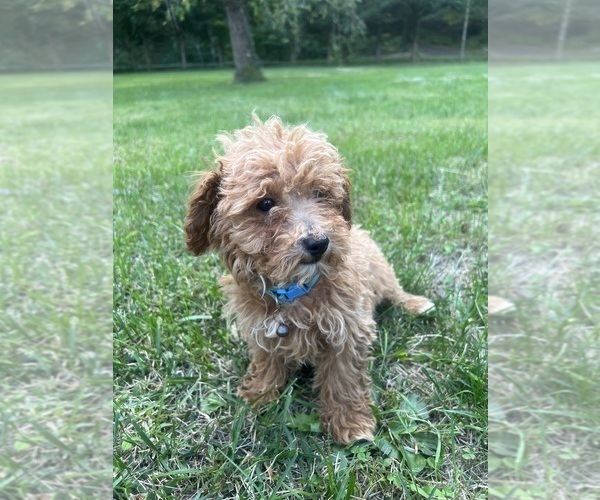 Medium Photo #14 Poodle (Miniature) Puppy For Sale in DURHAM, CT, USA