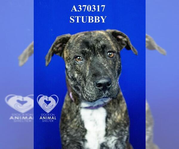 Medium Photo #1 Mutt Puppy For Sale in Stockton, CA, USA