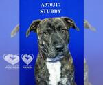 STUBBY - Male Mutt Dog for Adoption - Small photo