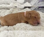 Puppy Pink Golden Retriever