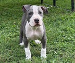 Puppy Puppy 10 American Bully