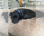Small #23 Labrador Retriever Mix