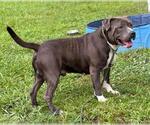 Small #3 American Pit Bull Terrier Mix