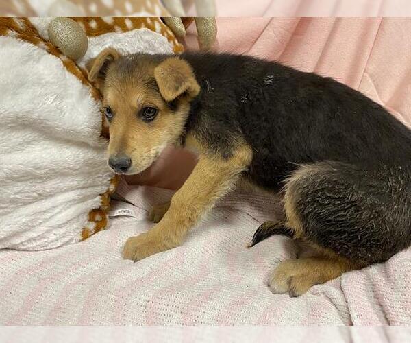 Medium Photo #1 German Shepherd Dog-Unknown Mix Puppy For Sale in Modesto, CA, USA