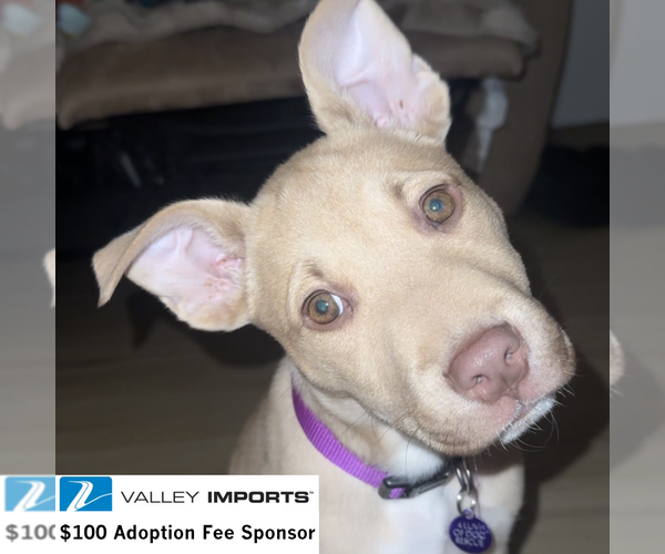 Medium Photo #2 Siberian Husky-Unknown Mix Puppy For Sale in Fargo, ND, USA