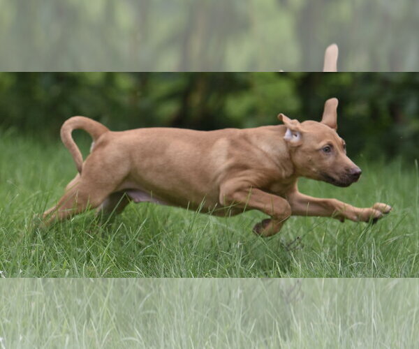 Medium Photo #4 Labrador Retriever Puppy For Sale in Mechanicsburg, PA, USA