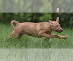 Small #3 Labrador Retriever