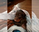 Small Photo #2 Doberman Pinscher Puppy For Sale in BENTON, KY, USA