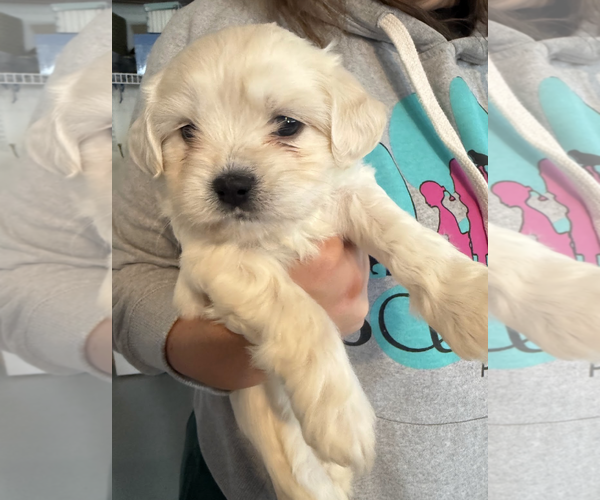Medium Photo #4 Maltese-Unknown Mix Puppy For Sale in Rockville, MD, USA