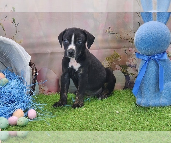 Medium Photo #4 Catahoula Leopard Dog Puppy For Sale in CUMBY, TX, USA