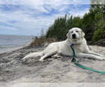 Small Photo #3 Great Pyrenees Puppy For Sale in Greenbelt, MD, USA