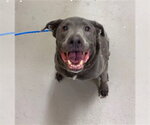 Small Labrador Retriever