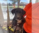 Small #1 American Staffordshire Terrier