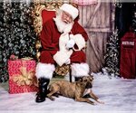 Small #5 American Pit Bull Terrier Mix