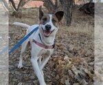 Small Photo #31 Pointer-Unknown Mix Puppy For Sale in Kanab, UT, USA