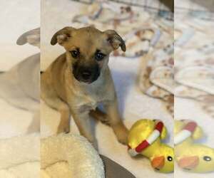 Pomeranian-Unknown Mix Dogs for adoption in bloomington, IL, USA