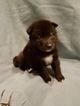 Small Photo #1 Siberian Husky-Wolf Hybrid Mix Puppy For Sale in MEMPHIS, TN, USA