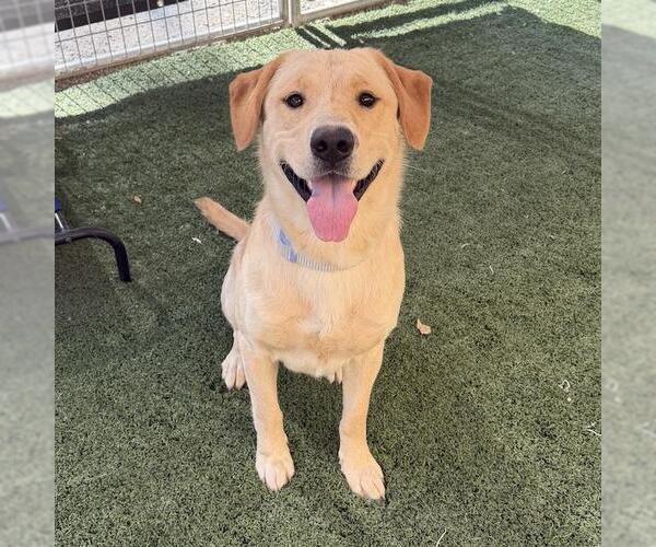 Medium Photo #2 Labrador Retriever-Unknown Mix Puppy For Sale in San Diego, CA, USA