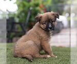 Small #1 Labrador Retriever Mix