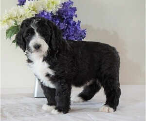 Bernedoodle Puppy for sale in FREDERICKSBG, OH, USA