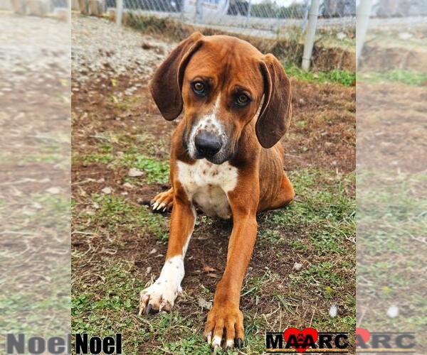 Medium Photo #1 Rhodesian Ridgeback-Unknown Mix Puppy For Sale in Maryville, TN, USA