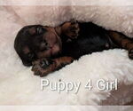 Small #8 Cavapoo (Miniature)