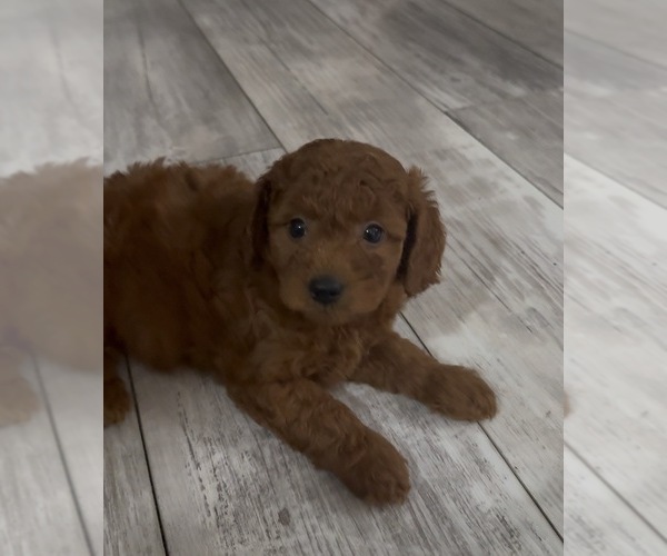 Medium Photo #31 Golden Retriever-Poodle (Toy) Mix Puppy For Sale in GIBSONTON, FL, USA