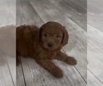 Small #4 Golden Retriever-Poodle (Toy) Mix