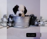 Small Photo #1 Saint Bernard Puppy For Sale in ONONDAGA, MI, USA