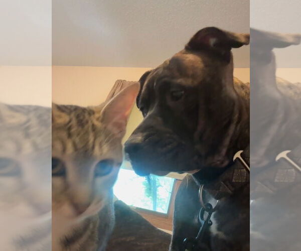 Medium Photo #3 American Pit Bull Terrier-American Staffordshire Terrier Mix Puppy For Sale in Princeton, MN, USA