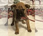 Small #5 Boxer Mix