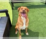 Small Sheprador