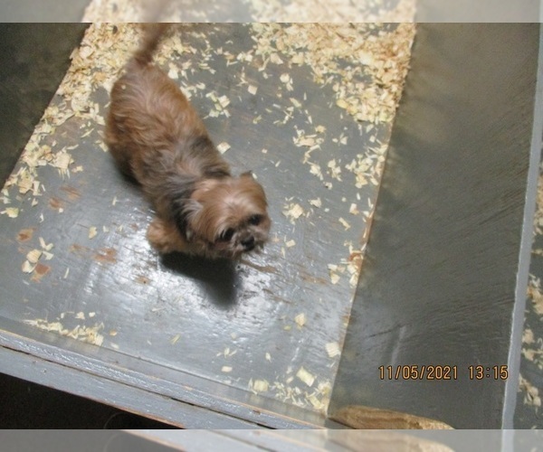 Medium Photo #4 Shih Tzu Puppy For Sale in CARROLLTON, GA, USA