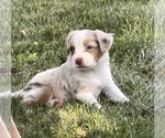 Puppy Shortbread Miniature Australian Shepherd