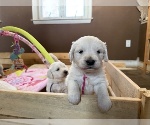 Medium Photo #13 English Cream Golden Retriever Puppy For Sale in MEDFORD TOWNSHIP, NJ, USA