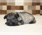 Small #2 Schnauzer (Miniature)