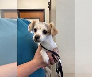 Chihuahua-Unknown Mix Dogs for adoption in San Antonio, TX, USA